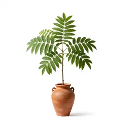 Honey locust