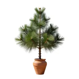 Hoop pine