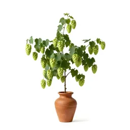 Hop hornbeam