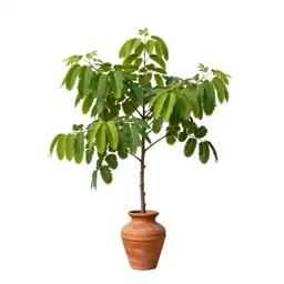 Hornbeam