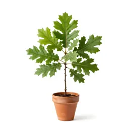 Jack oak