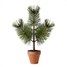 Jack pine