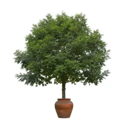 Katsura tree