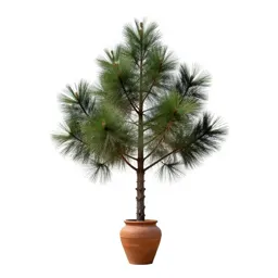 Kauri pine