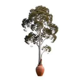 Kauri