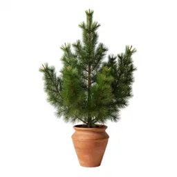 Keteleeria