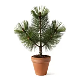 Knobcone pine
