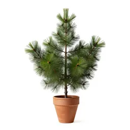 Larch