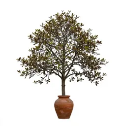 Large-leaved magnolia