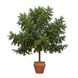 Laurel oak
