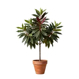 Laurel-tree