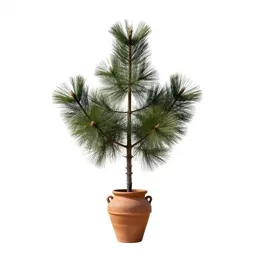 Limber pine