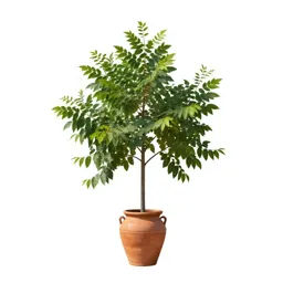 Liquidambar