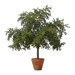 Live oak