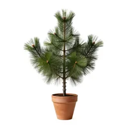 Loblolly pine