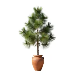 Longleaf pine
