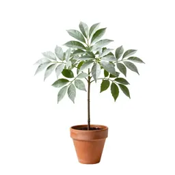 Looking-glass plant