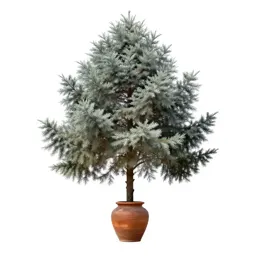 Looking glass tree