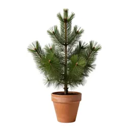 Lowland fir