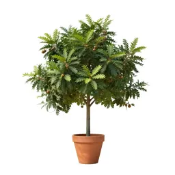 Macadamia