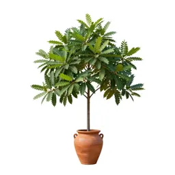 Manglietia