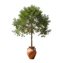 Manna gum