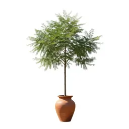 Metasequoia