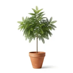 Millettia