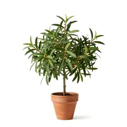 Mistletoe fig