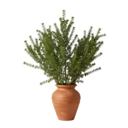 Mountain ash