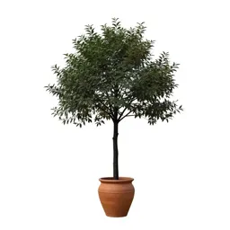 Mountain ebony