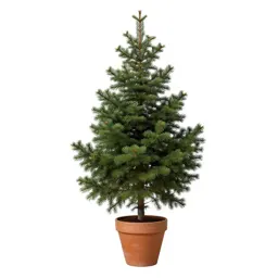 Mountain hemlock