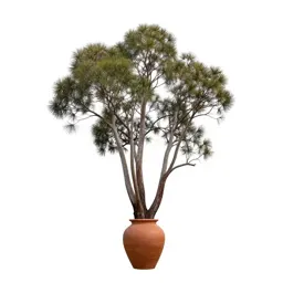Mountain swamp gum