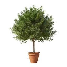 Myrtaceous tree