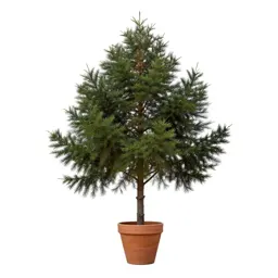Myrtle beech