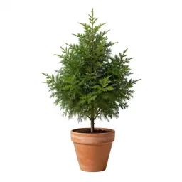Myrtle oak
