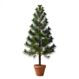 New caledonian pine