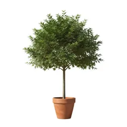 Nitta tree