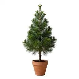 Norfolk island pine