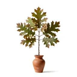 Northern red oak