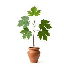 Paper mulberry