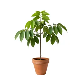 Pawpaw