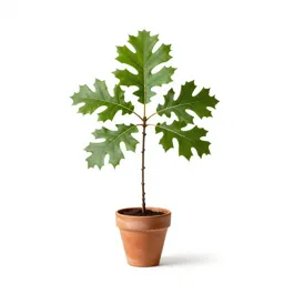 Pin oak