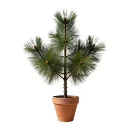 Pine