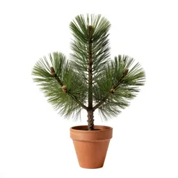Pinon pine