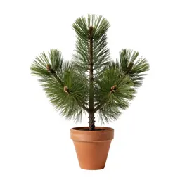 Pinon