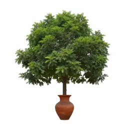 Pipal