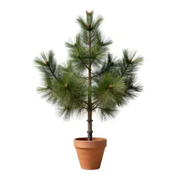 Pitch pine