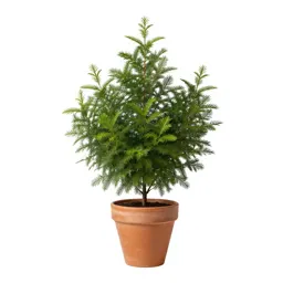 Plum-fruited yew
