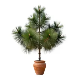 Pond pine